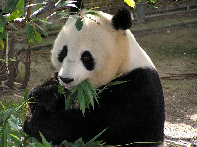 Zoo Atlanta