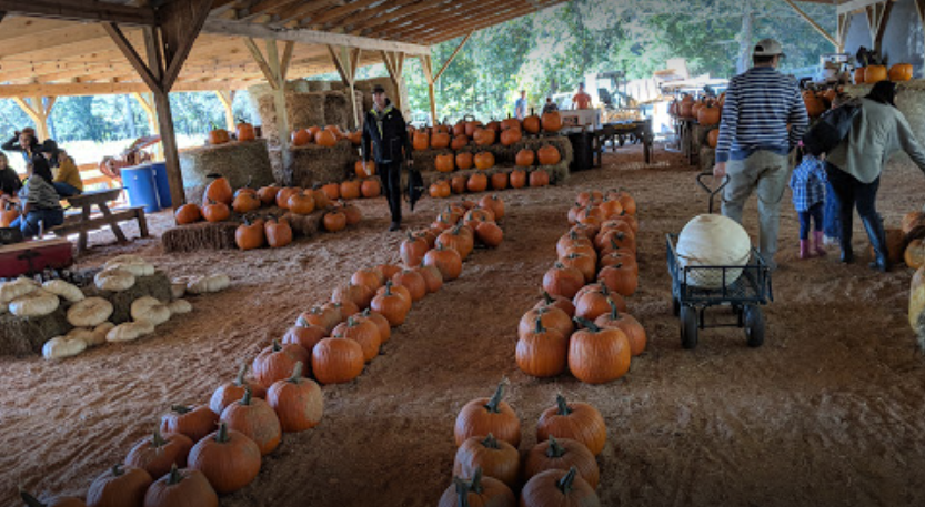 Things to do in Atlanta this fall - Big Springs Farm