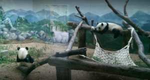 5 Things To Know About Zoo Atlanta