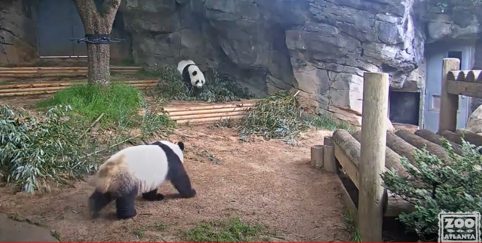 Watch the pandacam at the Atlanta Zoo