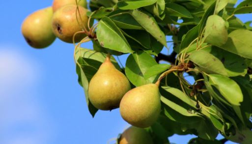 Pear trees in Atlanta, Georgia