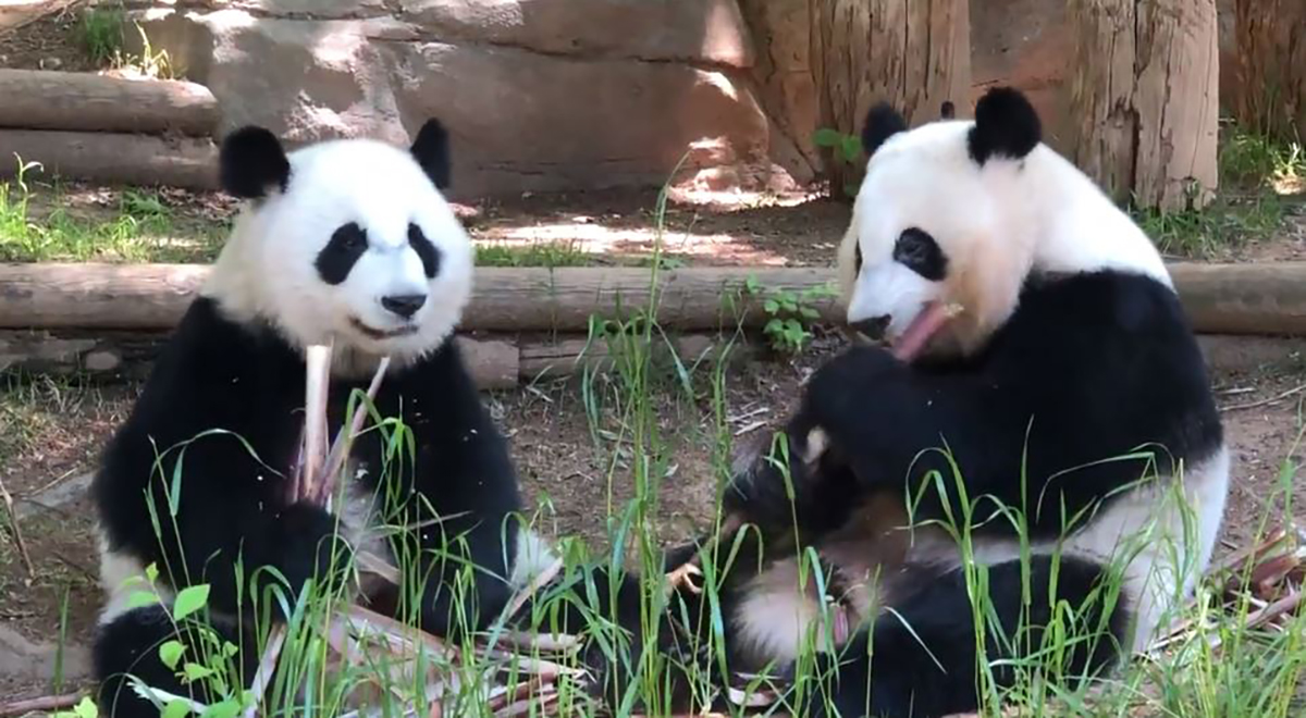 Zoo Atlanta Re-Opens Its Doors