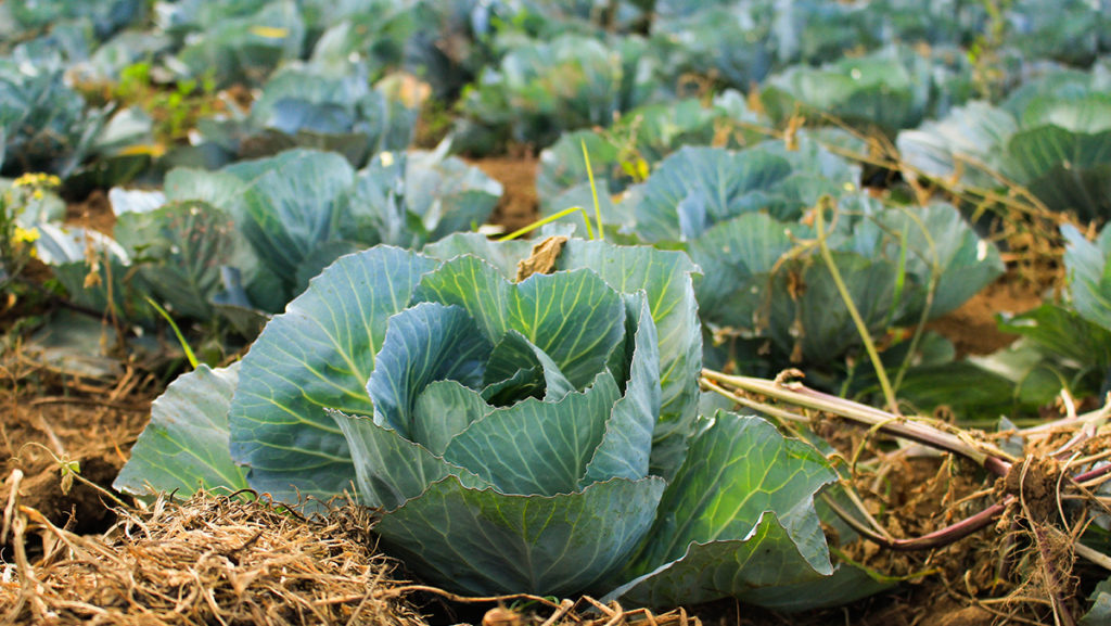 Fresh MARTA Market opens in Atlanta