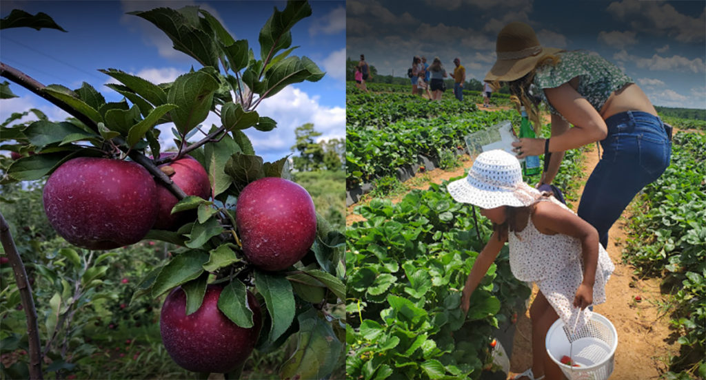 Georgia farms with apple orchards