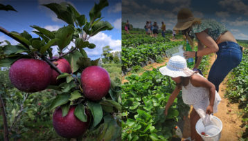 Georgia farms with apple orchards