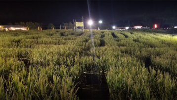 Best corn mazes in Georgia