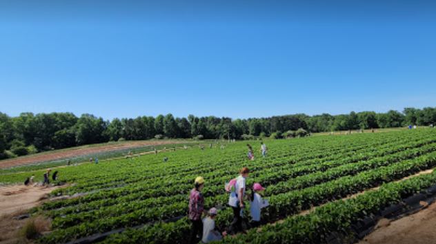 Warbington Farms has the best corn maze in Georgia