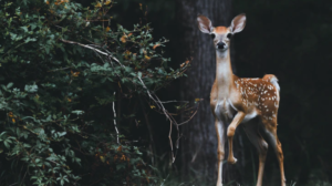 hunting deer in Georiga