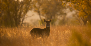 Can you hunt on Sundays in Georgia