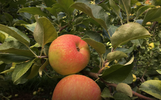 Red Apple Farms in Georgia