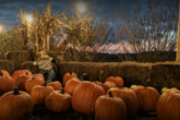 Best Georgia pumpkin patches near Atlanta