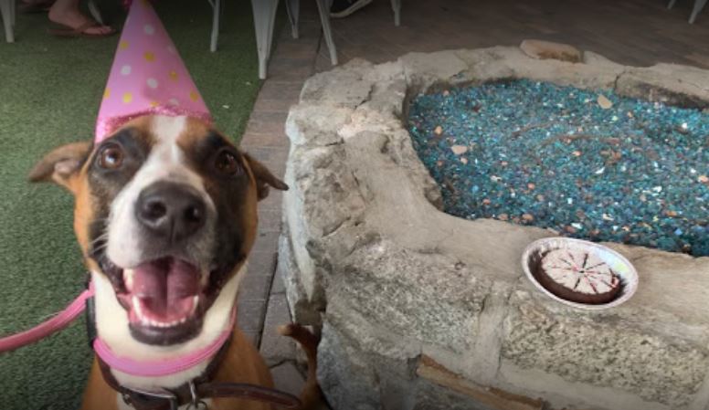 Park Tavern in Midtown Atlanta is dog-friendly