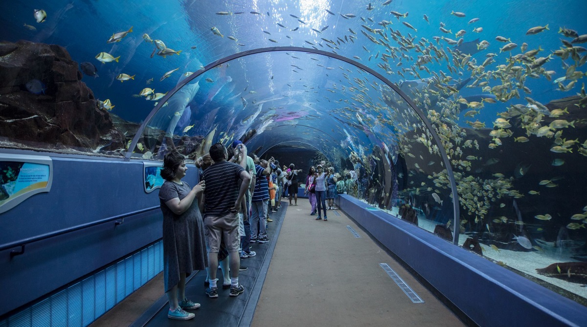 Georgia Aquarium