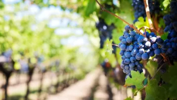 best wineries in Georgia