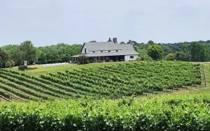CeNita Vineyards, Winery & Tasting Room has the best wine in Georgia. 