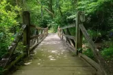 bamboo forest in Atlanta.