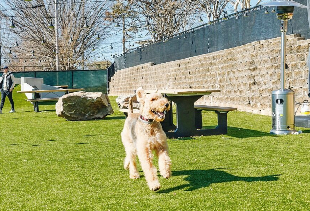 Skiptown Atlanta dog park in Atlanta