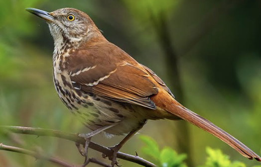 Brown Thrasher